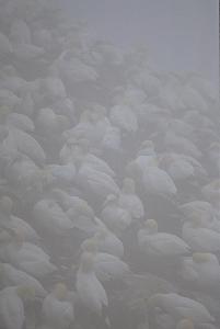 [Northern Gannets in Fog]