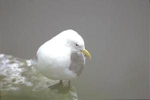 [Black-legged Kittiwake]