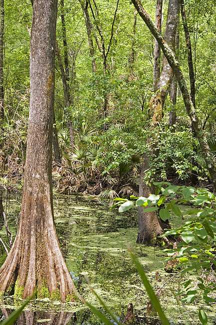 [Big Shoals: Swampy Area]