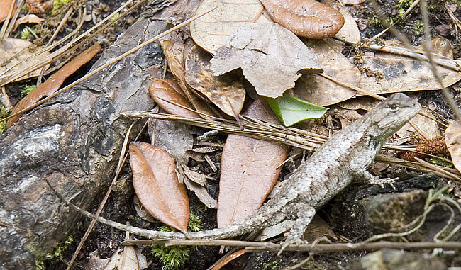 [Southern Fence Lizard]