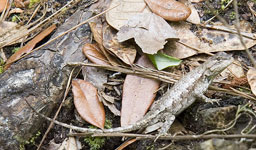 Fence Lizard