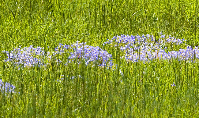 [Blue-eyed Grass]