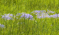 Blue-eyed Grass
