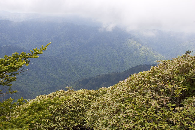 [Mt. Le Conte: Myrtle Point]