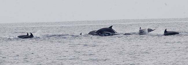 [Bottlenose Dolphins]