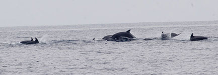 Bottlenose Dolphins