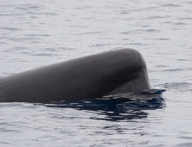 [Sperm Whale]