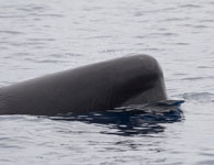 Sperm Whale