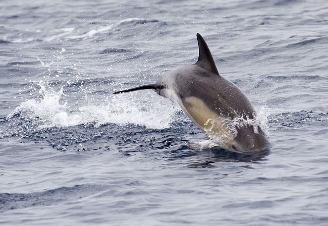 [Common Dolphin]