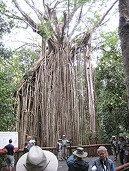 Curtain Fig Tree