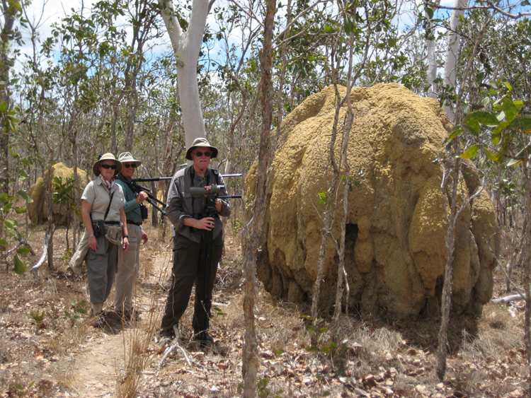 [Termite Mound]