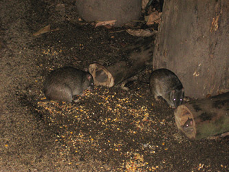 Nighttime Feeder Activity