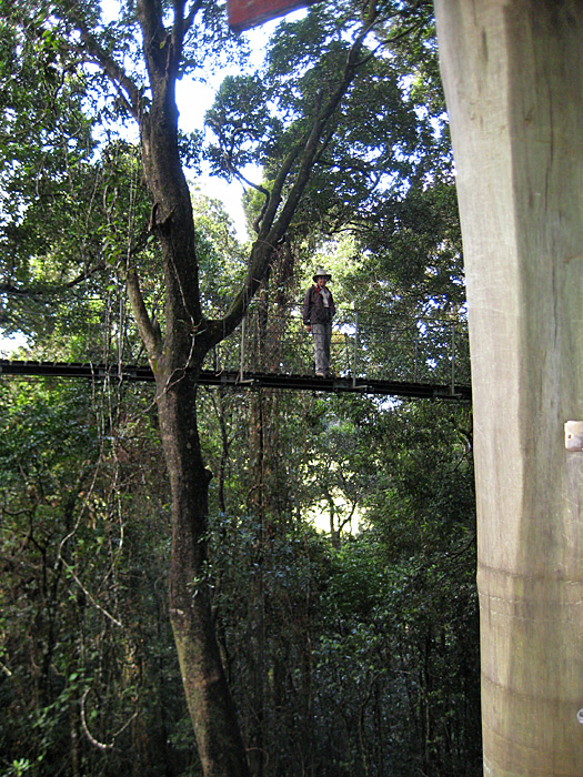 [Tree Top Walk]