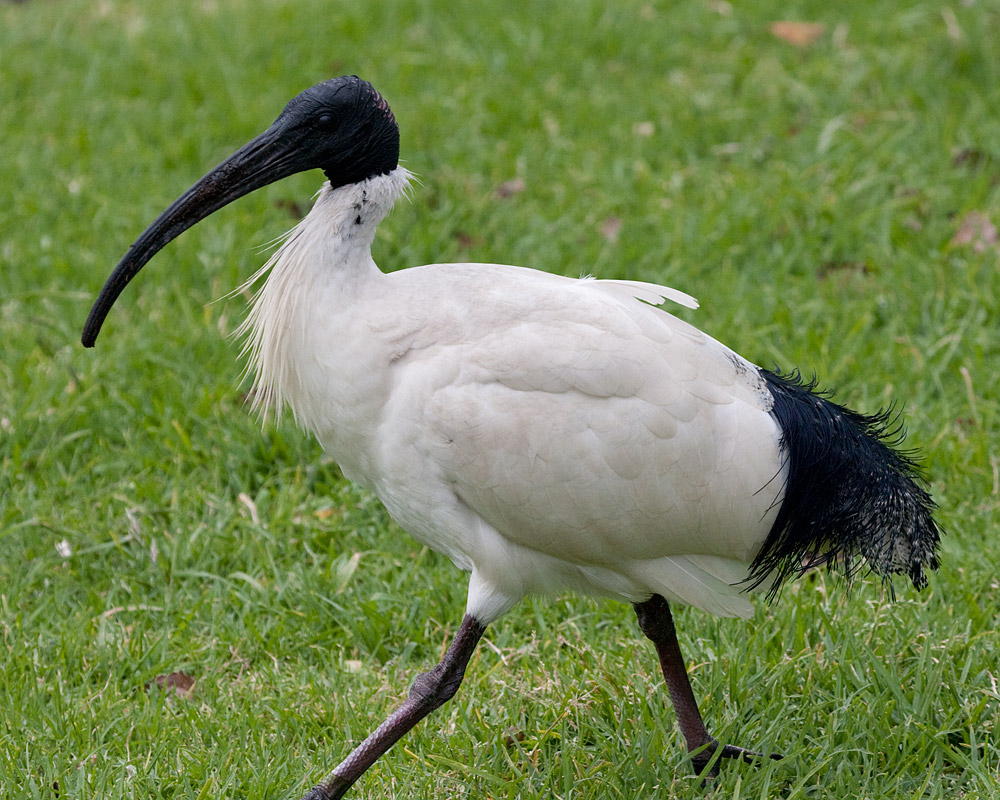 [Australian White Ibis]