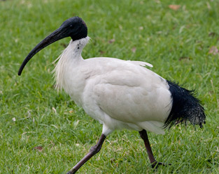 Australian White Ibis