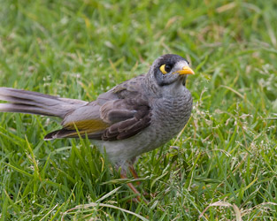 Noisy Miner