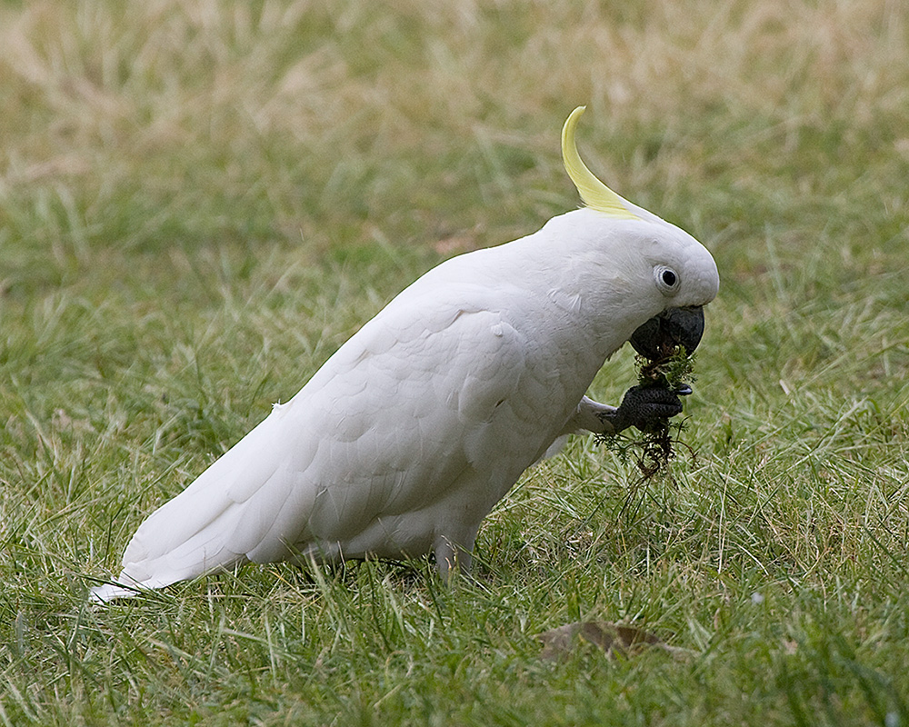 [Sulphur-crested Cockatoo]