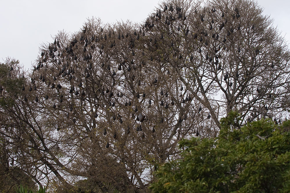 [Roosting Flying-foxes]