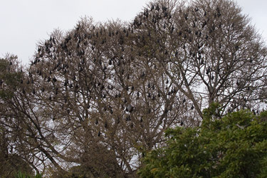 Roosting Flying-foxes