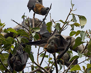 Roosting Flying-foxes