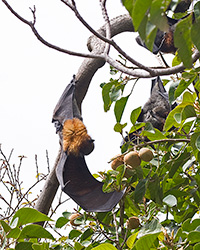 Gray-headed Flying-foxes