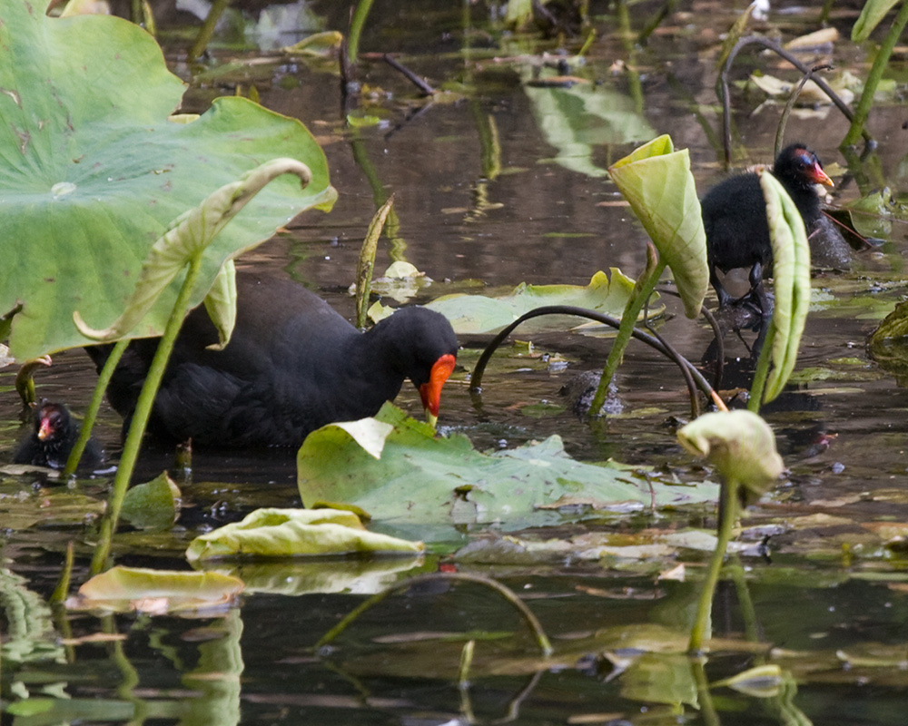 [Dusky Moorhens]