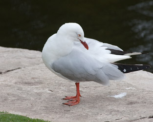 Silver Gull