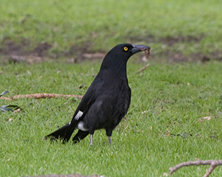 Pied Currawong