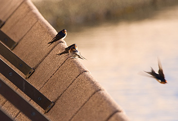 Welcome Swallows