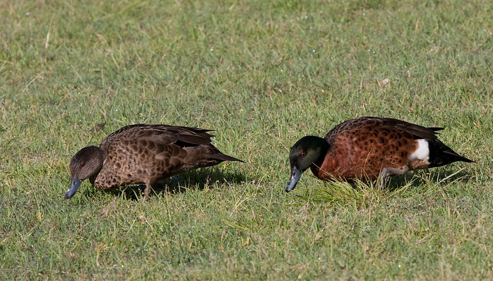 [Chestnut Teal]