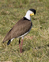 Masked Lapwing