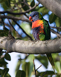 Rainbow Lorikeet