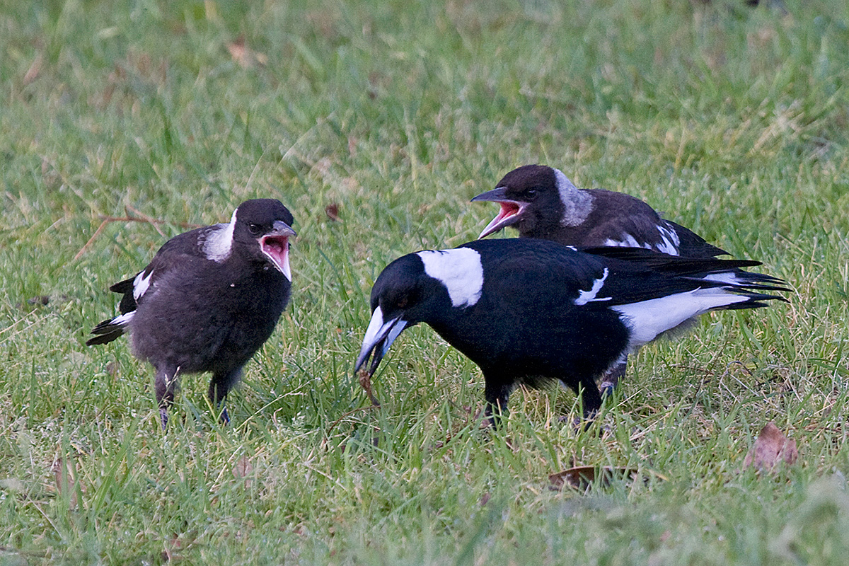 [Australian Magpies]