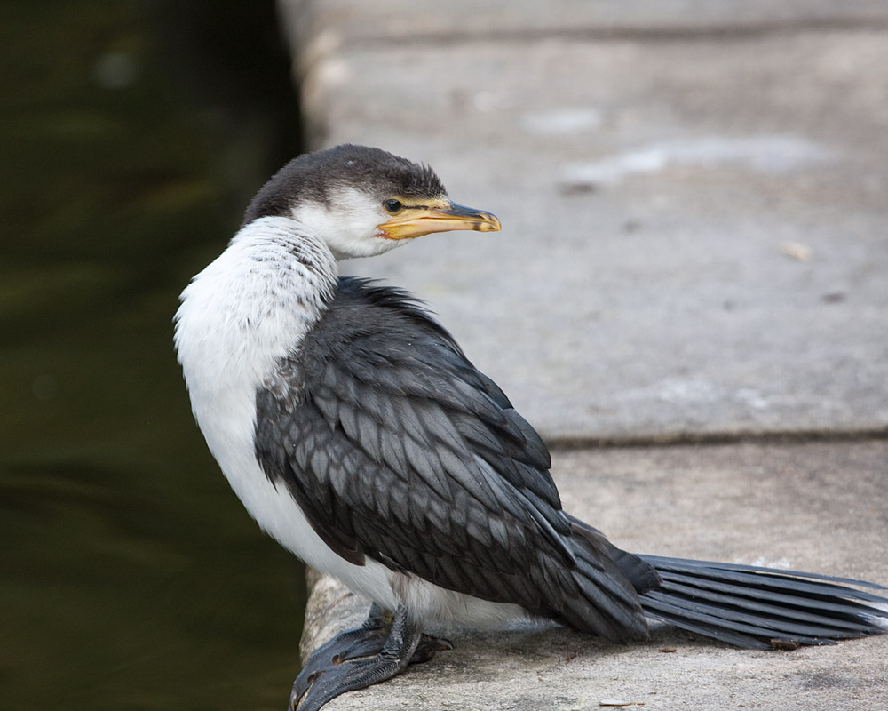 [Little Pied Cormorant]