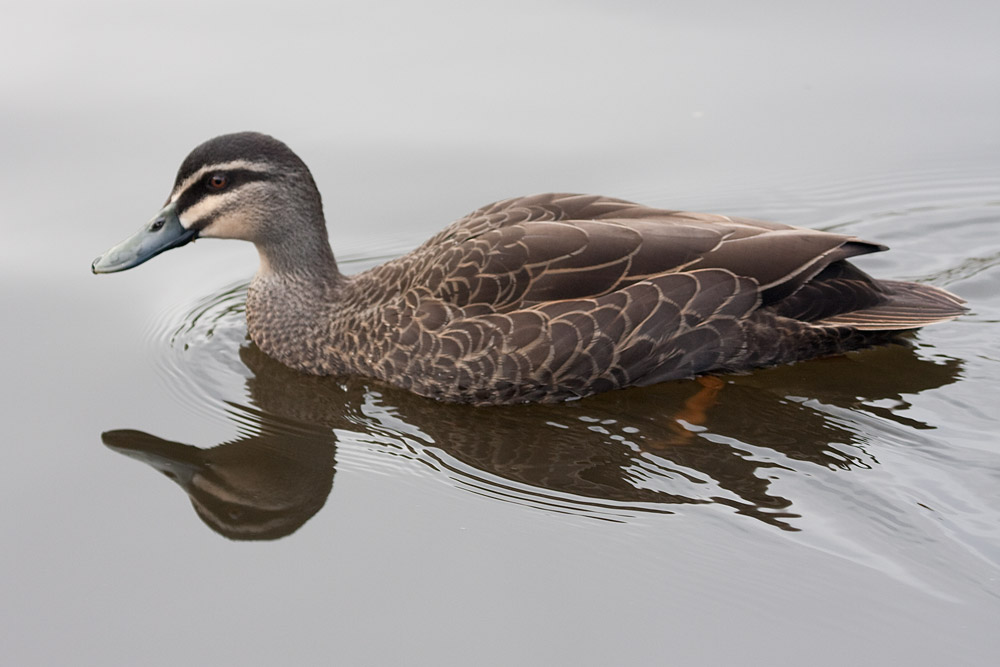 [Pacific Black Duck]