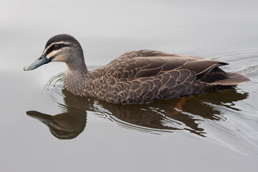 Pacific Black Duck