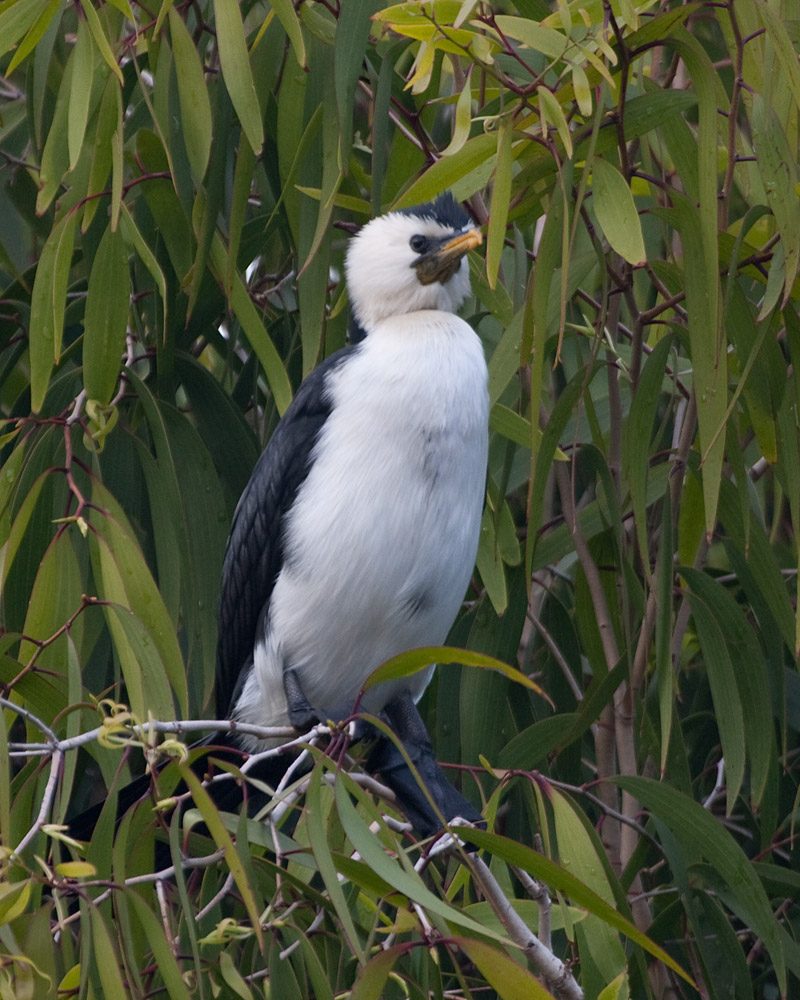 [Little Pied Cormorant]