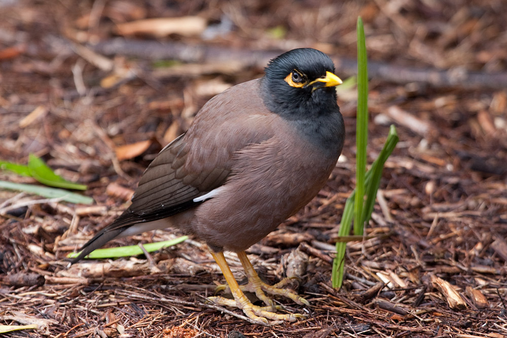 [Common Myna]