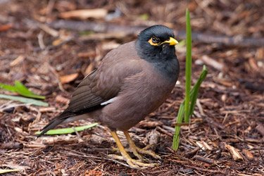 Common Myna