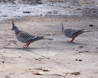 Crested Pigeons