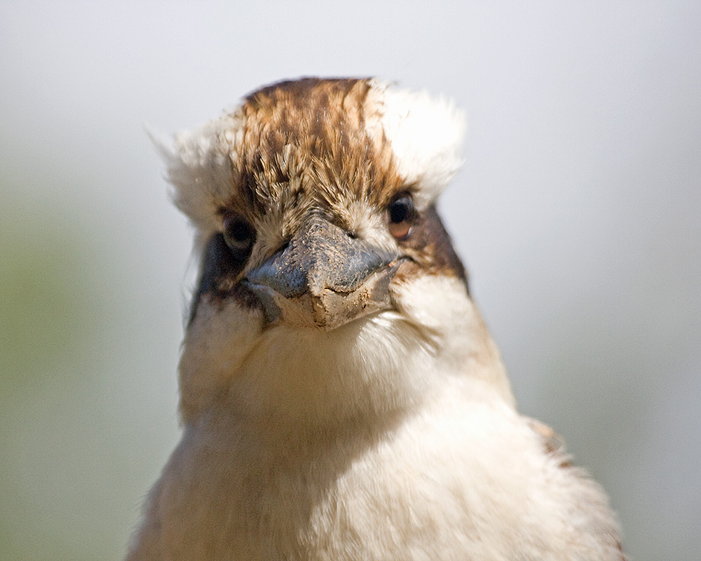 [Laughing Kookaburra]