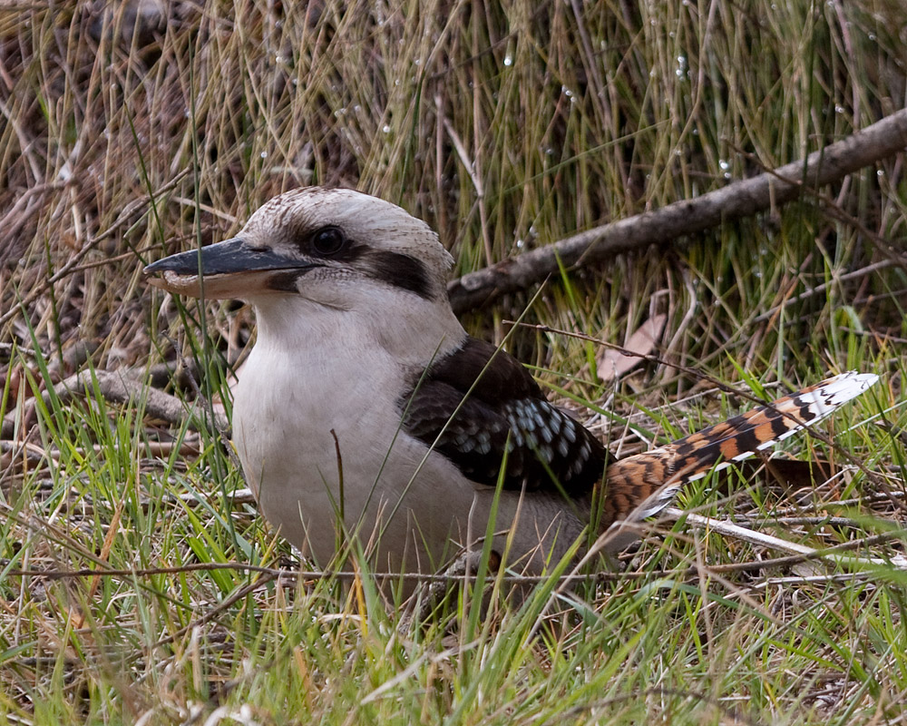 [Laughing Kookaburra]