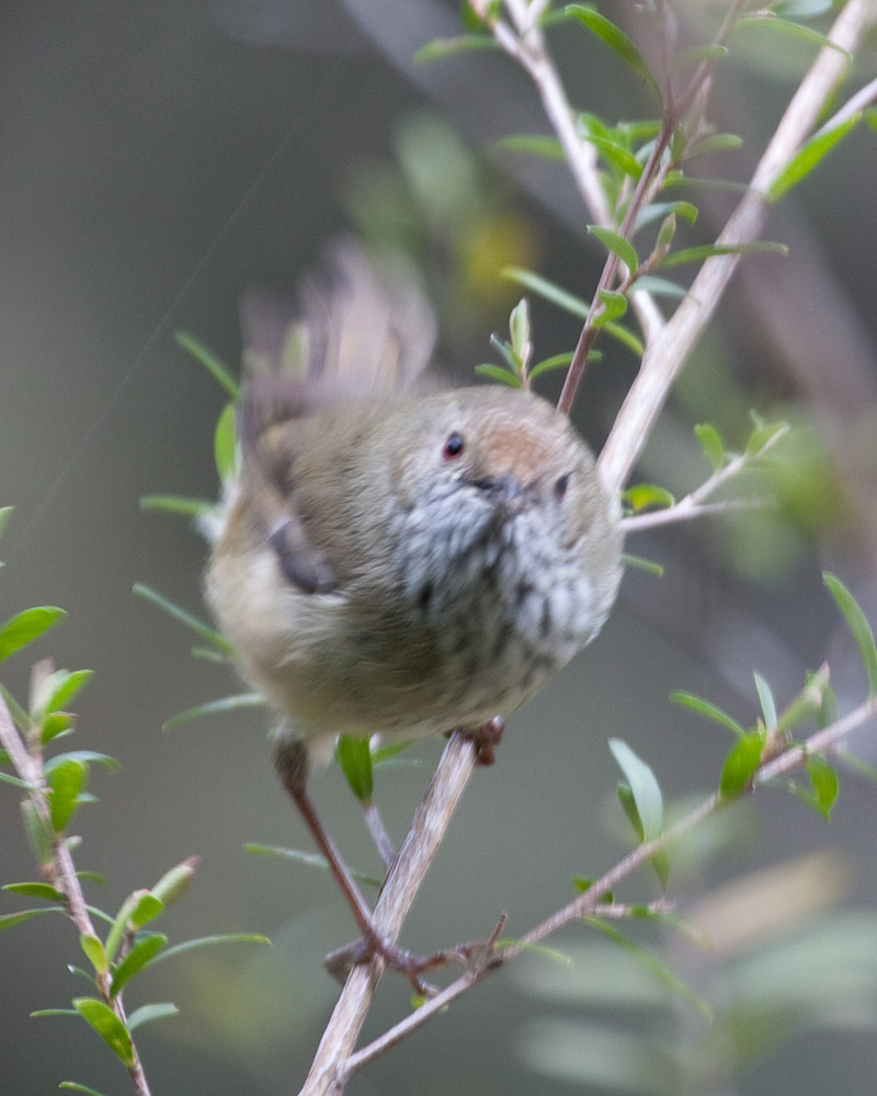 [Brown Thornbill]