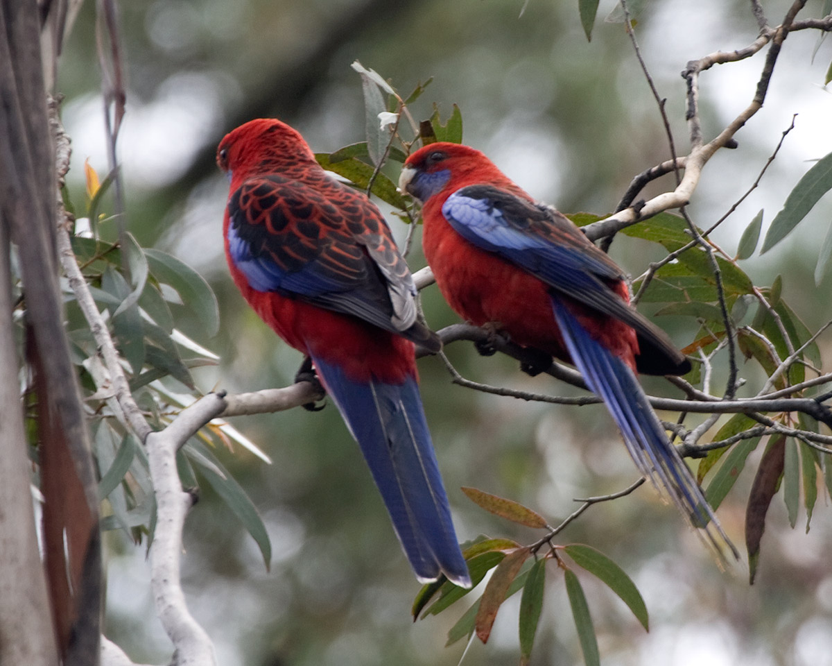 [Crimson Rosellas]