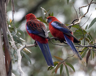 Crimson Rosellas