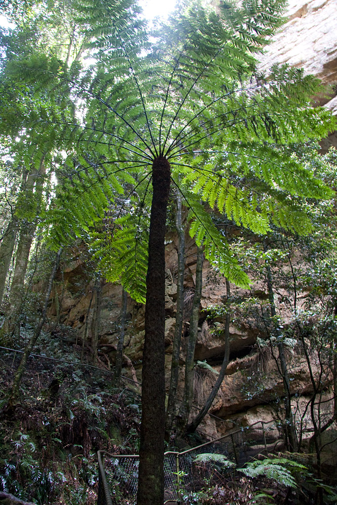 [Tree Fern]