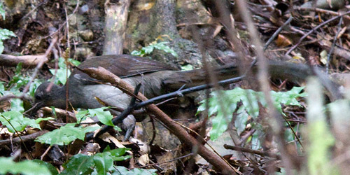 Superb Lyrebird