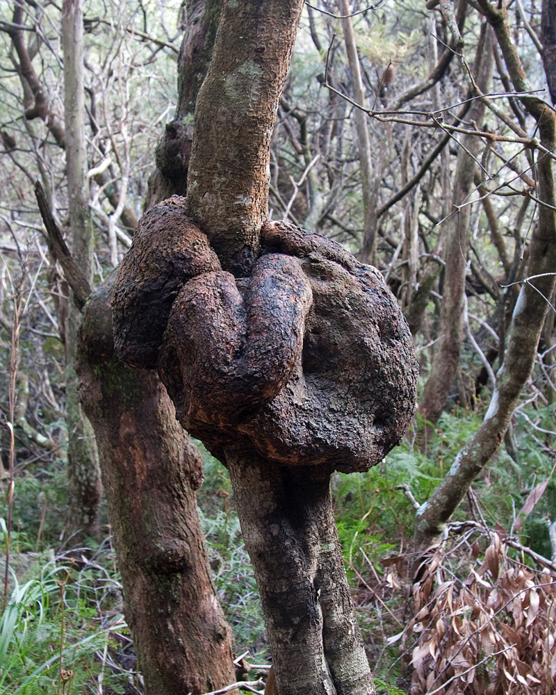 [Knotted Tree]