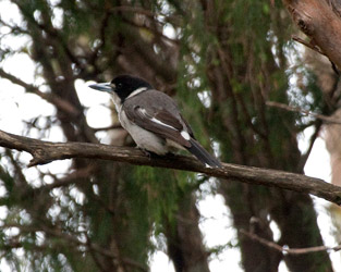 Gray Butcherbird