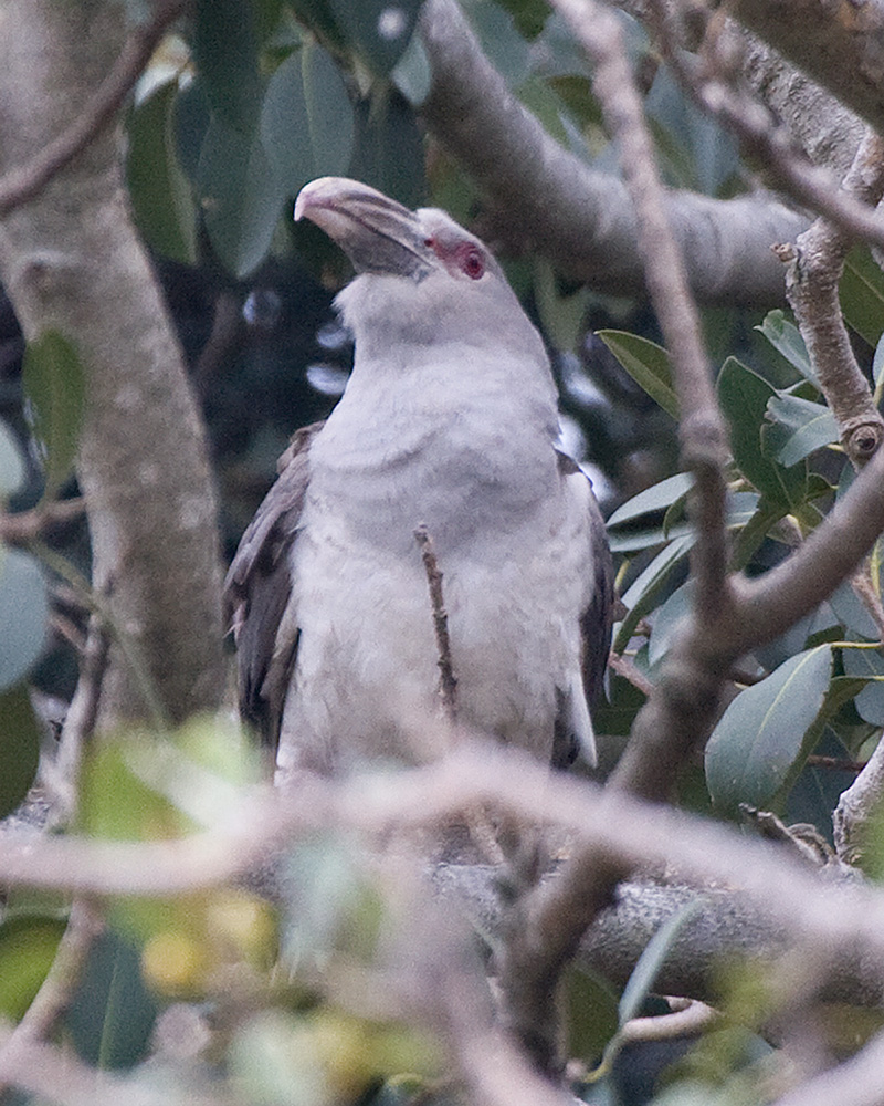 [Channel-billed Cuckoo]